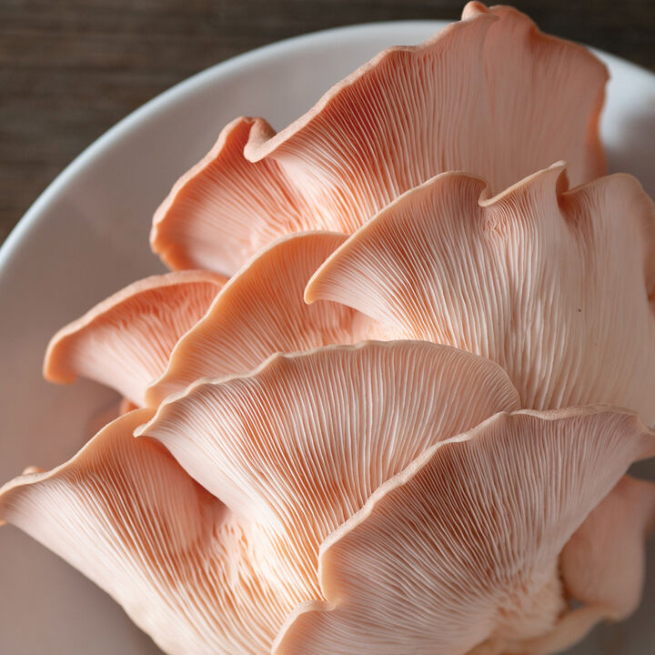 Pink Oyster Mushroom